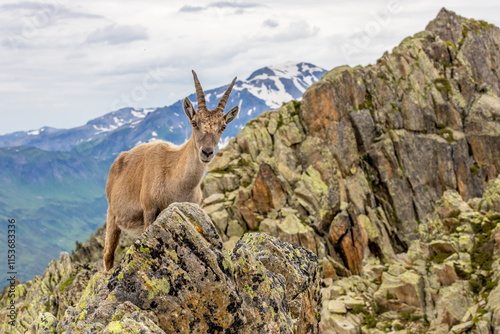 Mountain goat ibex in the Alps mountains in the wild nature. Horned wild animal in the alpine environment. Ibex male and female on the green alpine meadow in summer