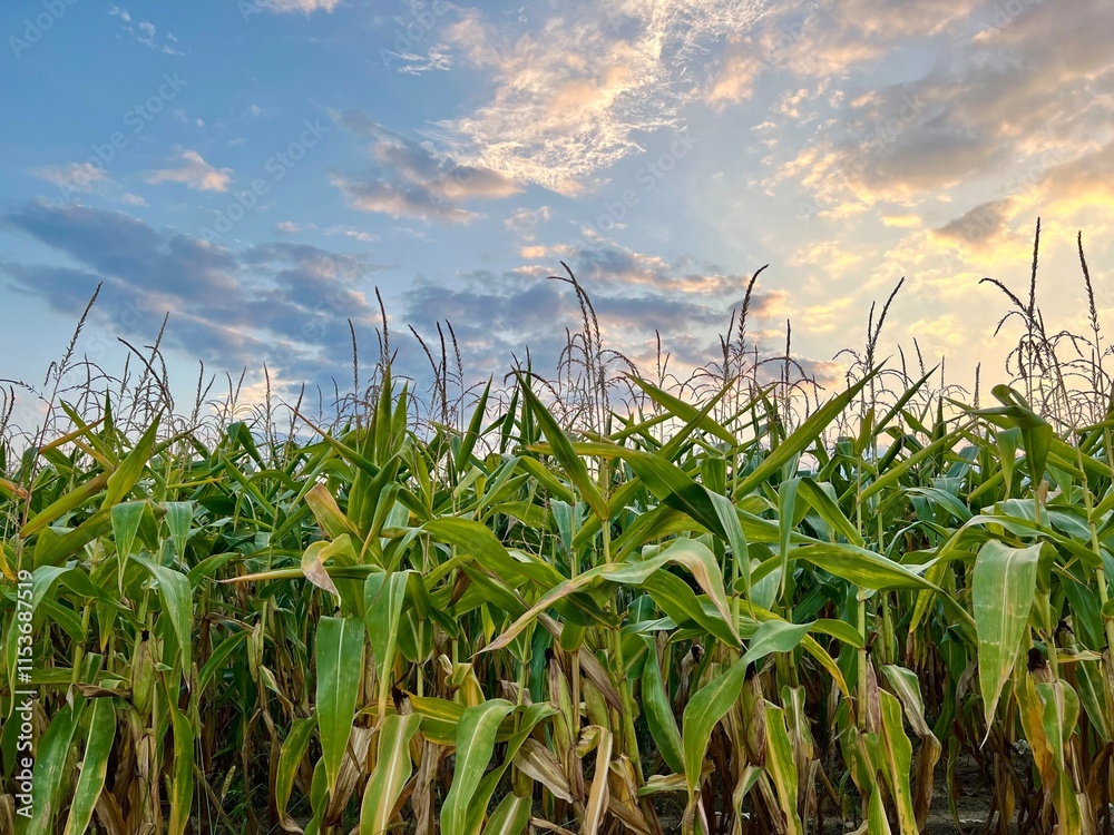 Fototapeta premium Horizontal photo of a cornfield against a beautiful sunset sky. Represents the harvest season, maize crops, and themes of farming, proper nutrition, and the celebration of the harvest festival