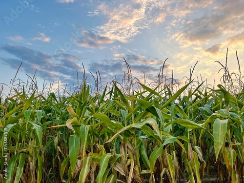 Horizontal photo of a cornfield against a beautiful sunset sky. Represents the harvest season, maize crops, and themes of farming, proper nutrition, and the celebration of the harvest festival photo