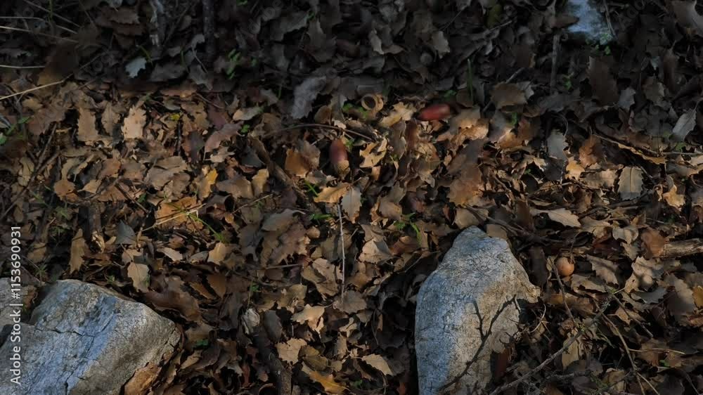 The shadow of the trees can be seen on the ground covered with leaves The shadow of the trees can be seen on the ground covered with leaves