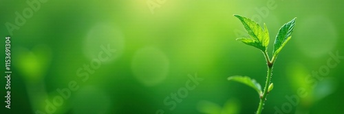 Detail of thin stems and small leaves on a wiry plant, plant photography, detail, foliage