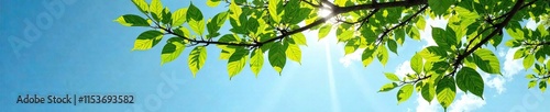 Long thin tree branches stretching towards sky, leaves, tree, branchy