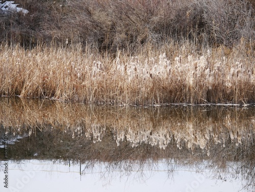 Swollen ear of bulrush, cattail in the marsh, Boulder, Colorado
