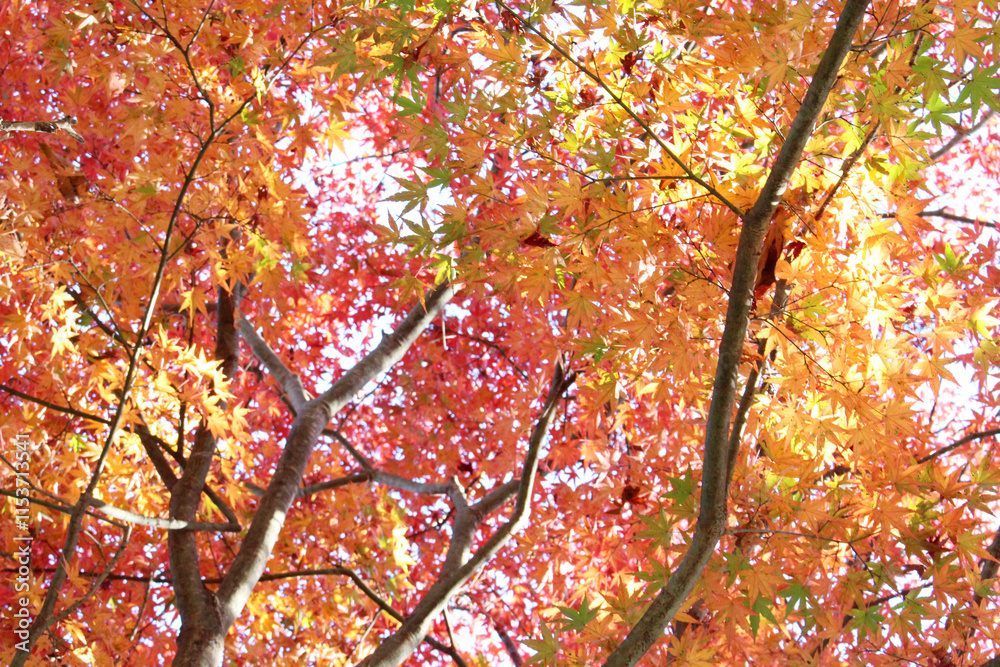 Beautiful red, orange and green leaves of Acer Palmatum, Japanese Maple tree in autumn forest. Trees with colourful foliage in fall background. Beautiful red, orange and green leaves of Acer Palmatum, Japanese Maple tree in autumn forest. Trees with colourful foliage in fall background.