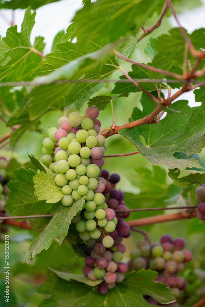 Concord Grapes growing on a vine in a garden. Several beautiful concord grapes hanging on a grape vine Concord Grapes growing on a vine in a garden. Several beautiful concord grapes hanging on a grape vine