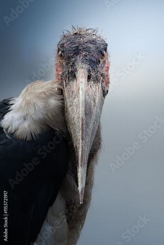 Frontal portrait of a marabou stork (leptoptilos crumeniferus), Kenya