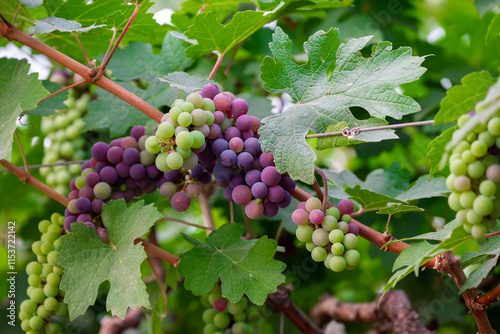 Wallpaper Mural Concord Grapes growing on a vine in a garden. Several beautiful concord grapes hanging on a grape vine Torontodigital.ca