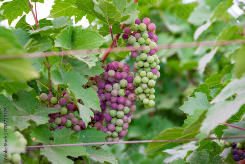 Wallpaper Mural Concord Grapes growing on a vine in a garden. Several beautiful concord grapes hanging on a grape vine Torontodigital.ca