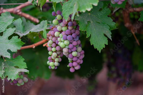 Wallpaper Mural Concord Grapes growing on a vine in a garden. Several beautiful concord grapes hanging on a grape vine Torontodigital.ca