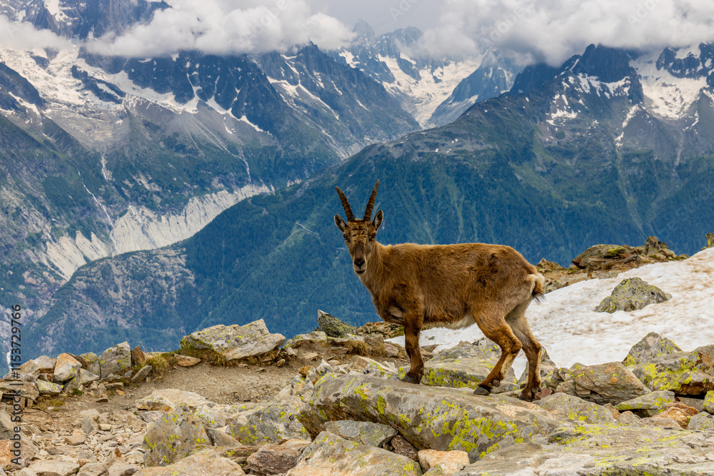Mountain goat ibex in the Alps mountains in the wild nature. Horned wild animal in the alpine environment. Ibex male and female on the green alpine meadow in summer Mountain goat ibex in the Alps mountains in the wild nature. Horned wild animal in the alpine environment. Ibex male and female on the green alpine meadow in summer