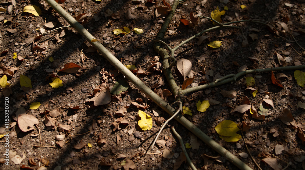 Fallen Leaves and Broken Branch in an Autumn Forest Fallen Leaves and Broken Branch in an Autumn Forest