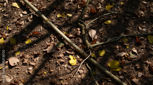 Wallpaper Mural Fallen Leaves and Broken Branch in an Autumn Forest Torontodigital.ca