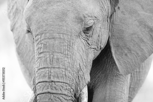 Black & white close-up portrait of an African elephant (loxodonta africana), Kenya photo