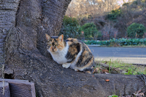 日向ぼつこんの野良猫 photo