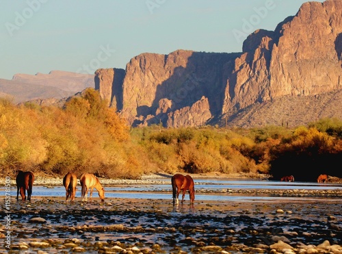 Salt River Wild Horses Arizona 