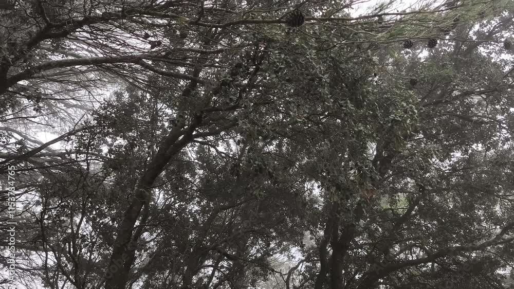 Mysterious forest full of fog Mysterious forest full of fog
