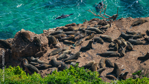 A view from above of a colony of seals sunbathing and swimming together along the coast at Robberg nature reserve along the Garden route, Plettenberg Bay, Western Cape province, South Africa, Africa photo