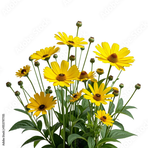 Bouquet of yellow daisies, Closeup of flower bouquet, Yellow flowers #1153797705