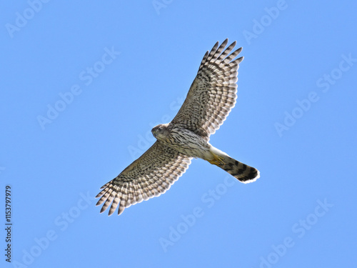 クーパーハイタカ　Cooper's Hawk photo