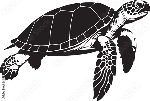 turtle on a white