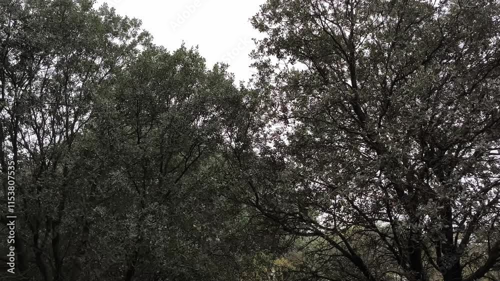 Very fine fog covers the large tree with a uniform green color Very fine fog covers the large tree with a uniform green color
