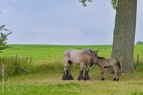 Fotografija Brabant workhorse with her foal in the field