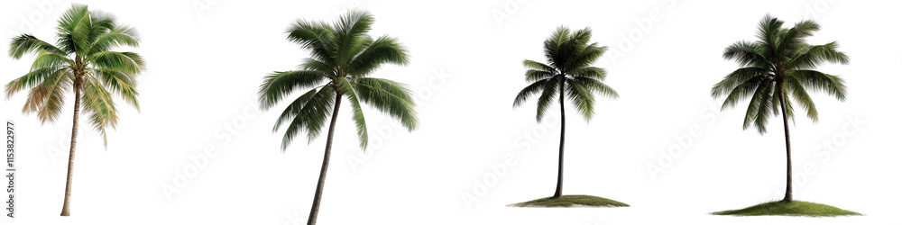 Collection of Different Tropical Palm Trees Isolated on a Transparent Background for Nature and Landscape Design Collection of Different Tropical Palm Trees Isolated on a Transparent Background for Nature and Landscape Design