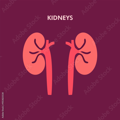 Diagram of Human Kidneys with Renal Arteries and Veins