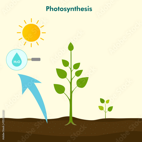 Illustration of Photosynthesis Process with Sunlight, Water, and Carbon Dioxide