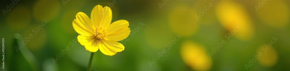 Obraz premium Bright yellow primrose with bold petals and a slender stem, bright color, bright yellow primula primrose