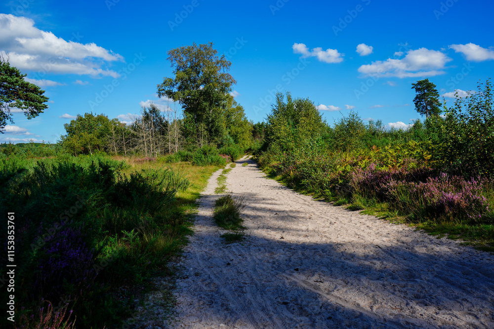Sandy single track road in the countryside Sandy single track road in the countryside