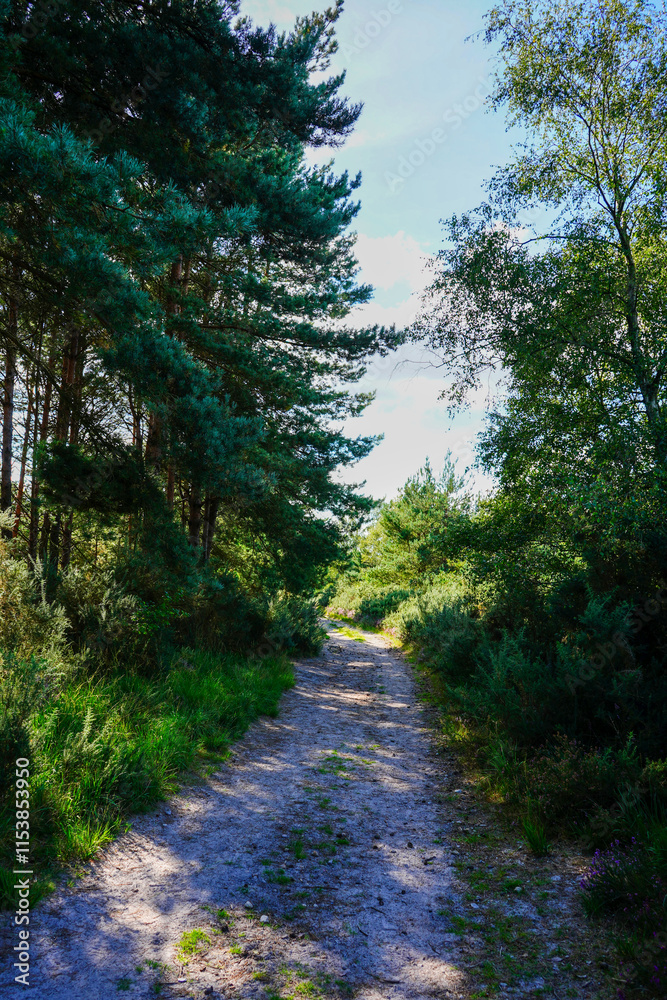 Fototapeta premium Sandy single track road in the countryside 