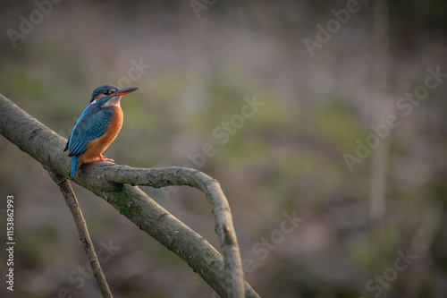 Kingfisher Perched Fishing on a Branch