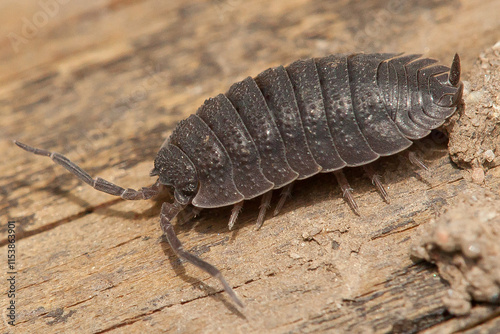 woodlouse, oniscus, asellus, common, shiny, crustacean, invertebrate, arthropod, body structure, armor, antennae photo