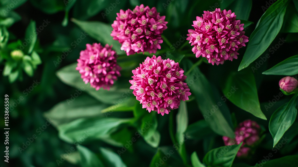 Vibrant pink flowers blooming amidst lush green foliage in a garden setting during springtime Vibrant pink flowers blooming amidst lush green foliage in a garden setting during springtime