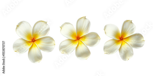 Vibrant Collection of Flowers - Artistic Arrangement on Crisp White Background for Creative Projects the product image shot (transparent) , print, banner photo