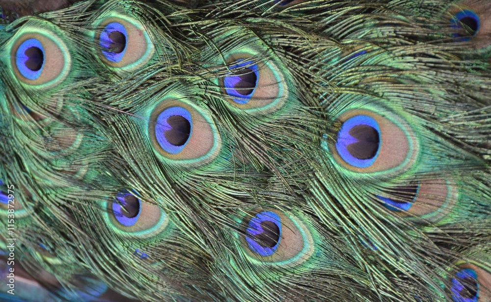 Fototapeta premium The patterned tailfeather plumage of a male peacock