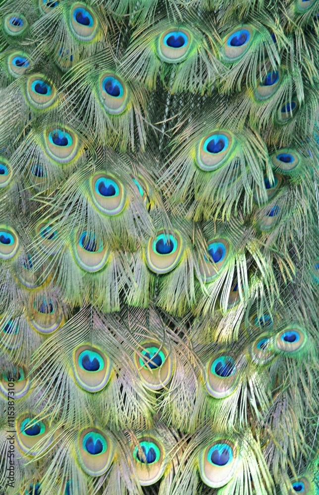 Obraz premium The patterned tailfeather plumage of a male peacock