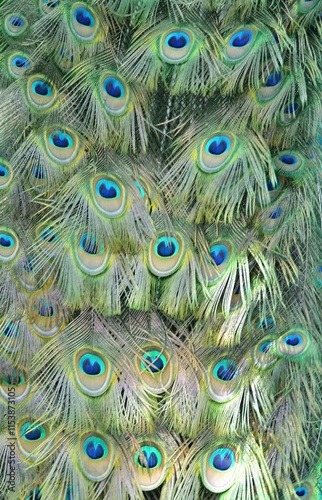 The patterned tailfeather plumage of a male peacock photo