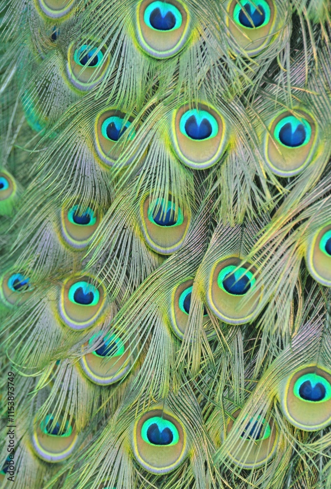 Fototapeta premium The patterned tailfeather plumage of a male peacock