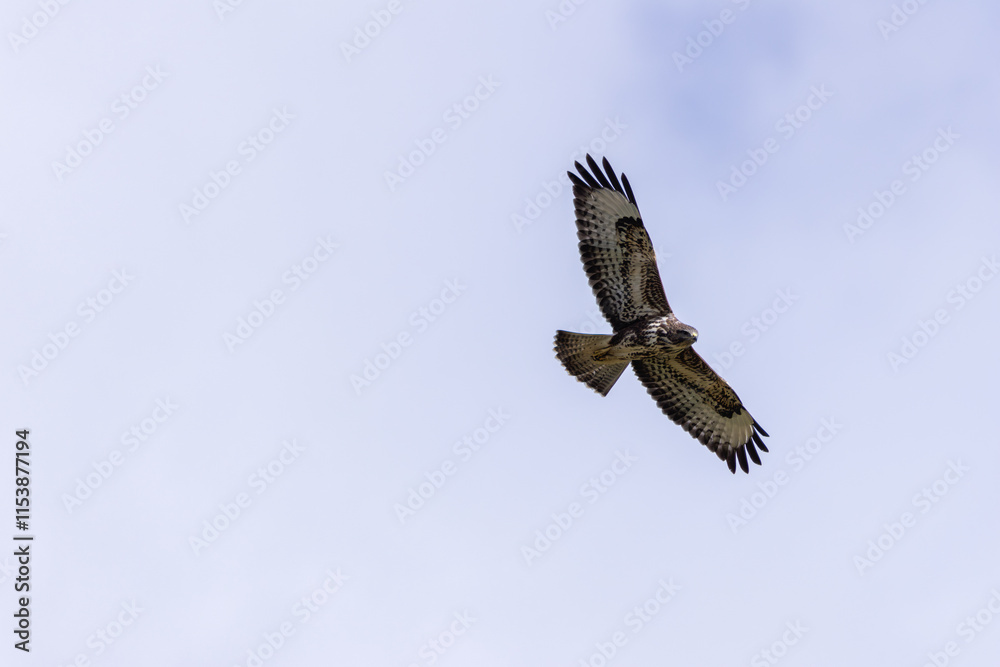 Obraz premium Common Buzzard (Buteo buteo), spotted over Baldoyle Racecourse, Dublin; common in Europe