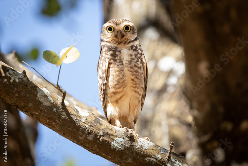 The lucky owl for the new year. Burrowing owl. Athene cunicularia. The large yellow owl eyes.