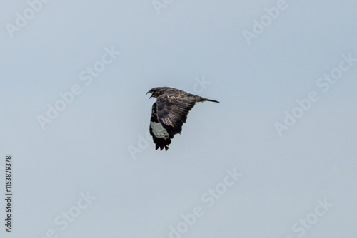 Common Buzzard (Buteo buteo), spotted over Baldoyle Racecourse, Dublin; common in Europe photo