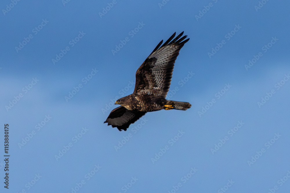 Obraz premium Common Buzzard (Buteo buteo), spotted over Baldoyle Racecourse, Dublin; common in Europe