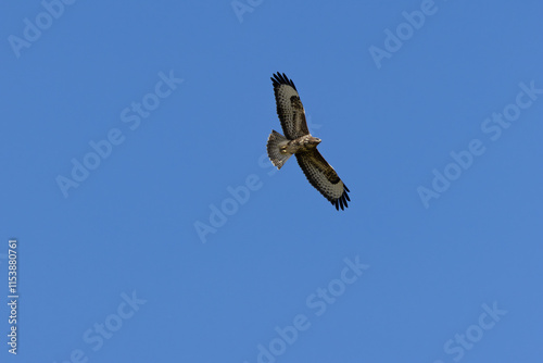 Common Buzzard (Buteo buteo), spotted over Baldoyle Racecourse, Dublin; common in Europe photo