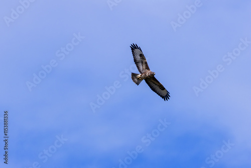 Common Buzzard (Buteo buteo), spotted over Baldoyle Racecourse, Dublin; common in Europe photo