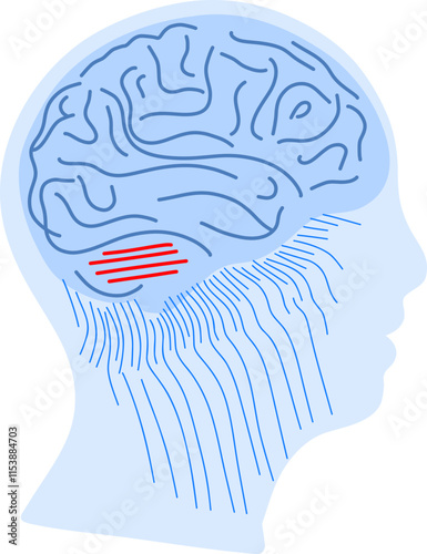 Brain as computer system