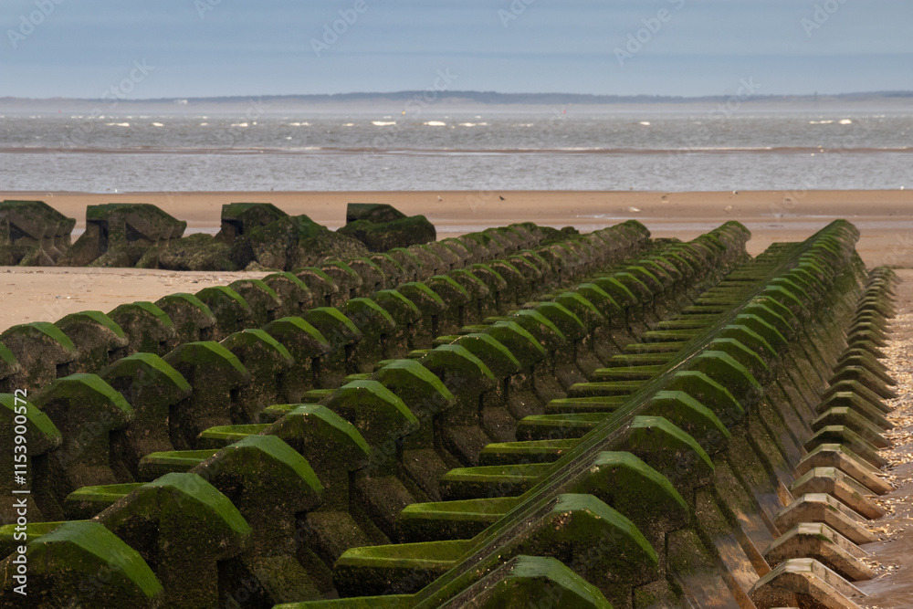 Fototapeta premium Concrete breakwater groynes in green seaweed in Mersey estuary