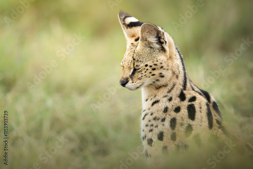 Portrait of a serval cat (Leptailurus serval), Kenya photo