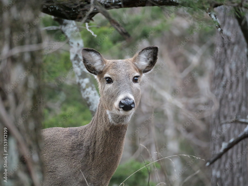 Whitetailed Deer on a Cold Midwestern Morning Whitetailed Deer on a Cold Midwestern Morning